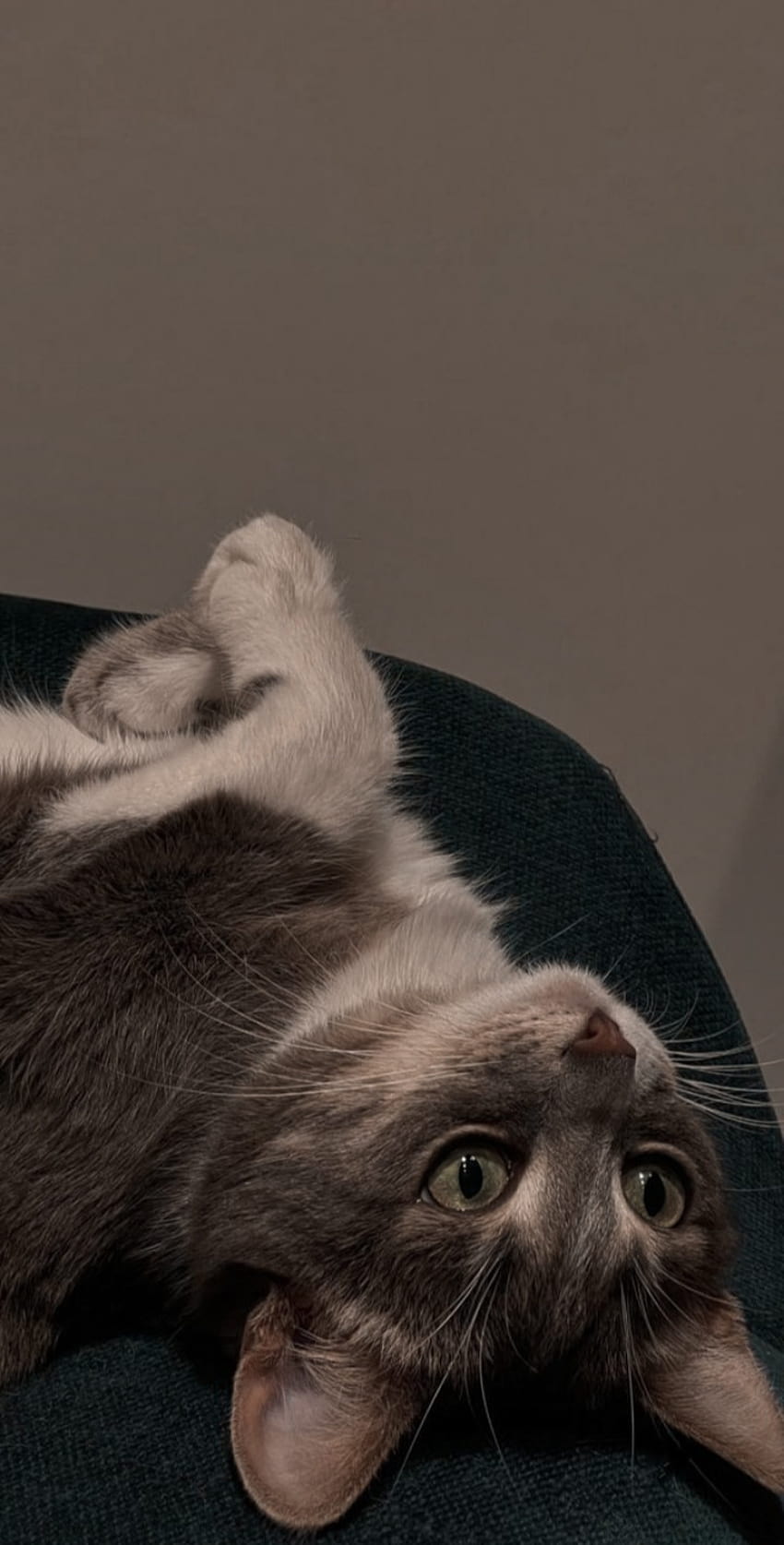 słodki kot, estetyka telefonu kota Tapeta na telefon HD
