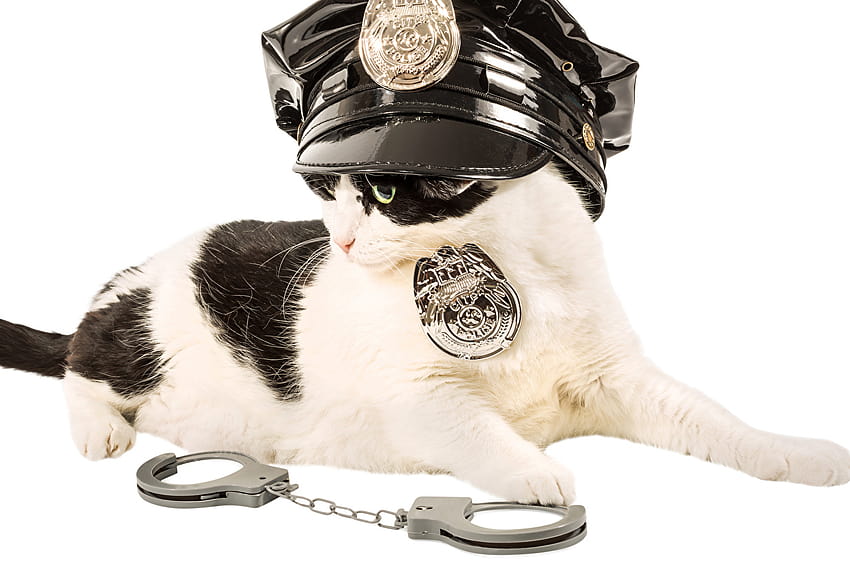 gato polícia algemas uniforme animais fundos brancos, gatos policiais papel de parede HD