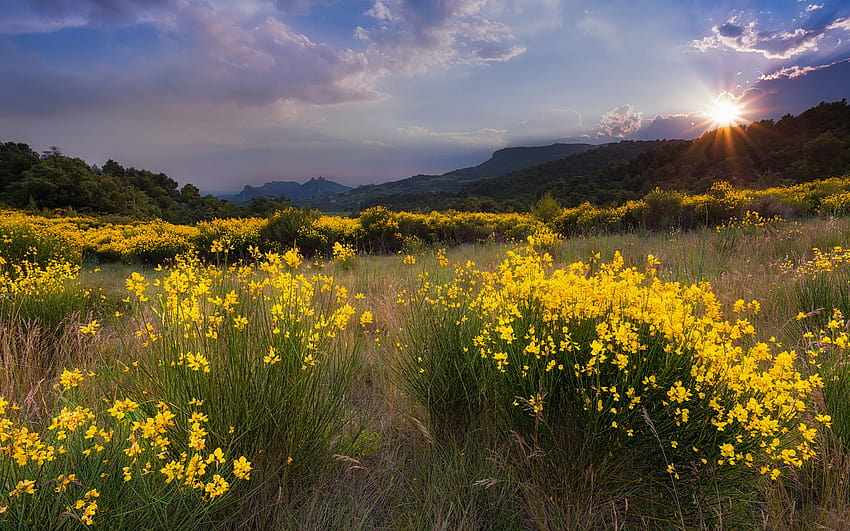 Nature landscape, meadow, yellow flowers, grass, sunset, flower meadow and sunset HD wallpaper