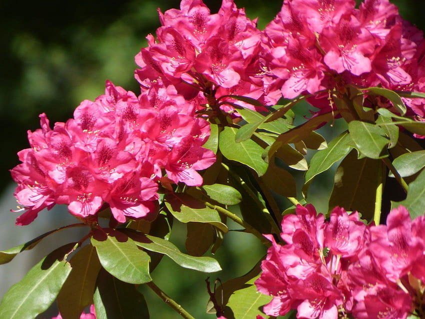 Fertilizing Rhododendron Bushes, rhododendrons bloom HD wallpaper