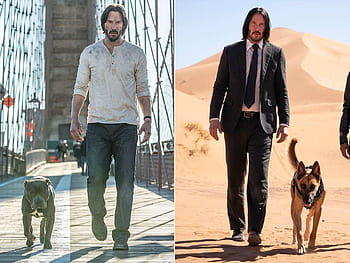 does john wicks dog die in john wick 2