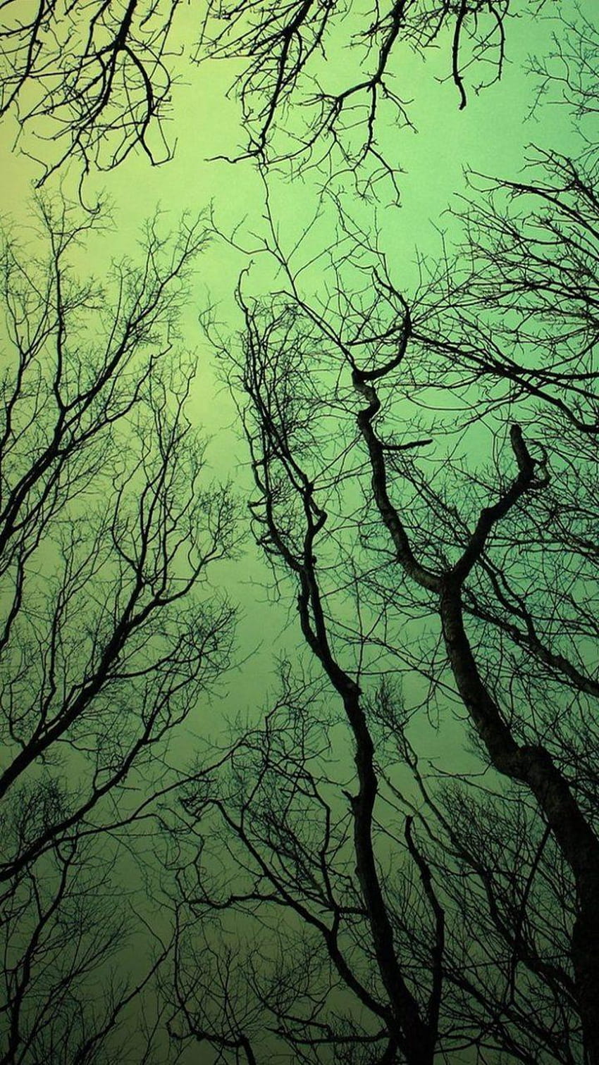 안드로이드 초록 하늘 숲 나뭇가지, 숲 안드로이드 HD 전화 배경 화면