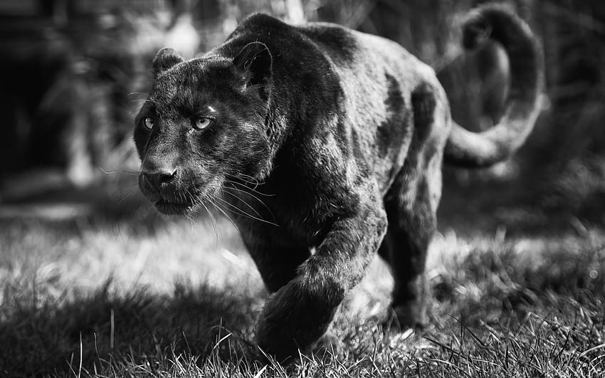 Monochrome Black Panther 52629 1920x1200 px ~ WallSource, pantera HD  wallpaper | Pxfuel