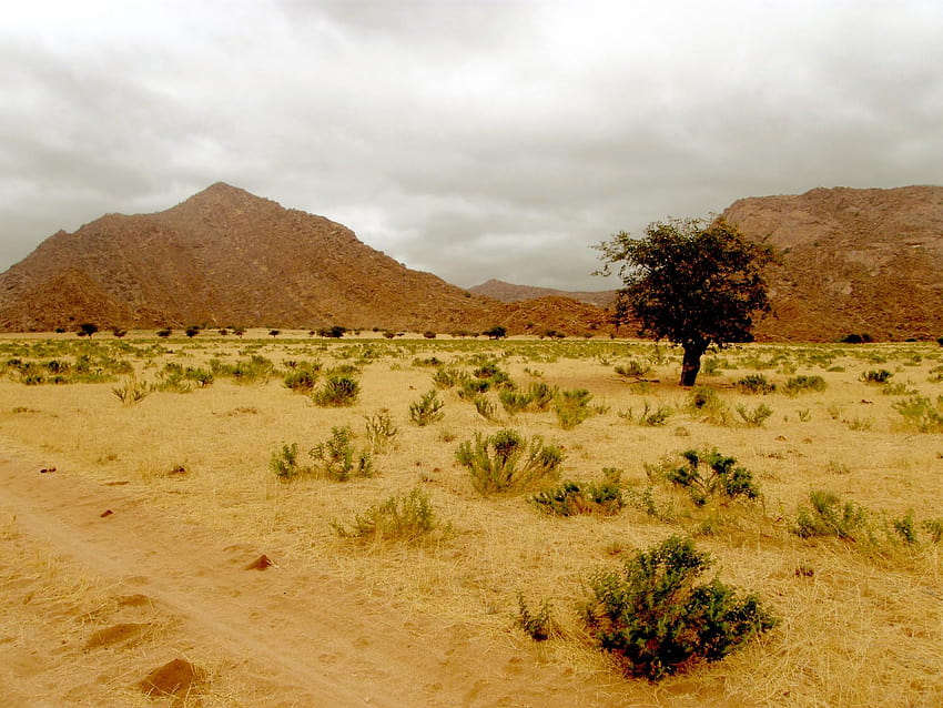 Pustynia, wzgórze, skały, drzewo, samotne, osamotnione jałowe drzewo Tapeta HD