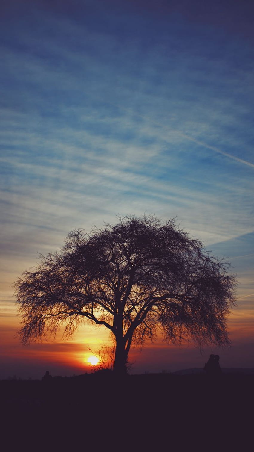 800x1420 tree, silhouettes, sunset, sky, horizon, idyll iphone se/5s/5c/5 for parallax backgrounds, silhouette iphone HD phone wallpaper