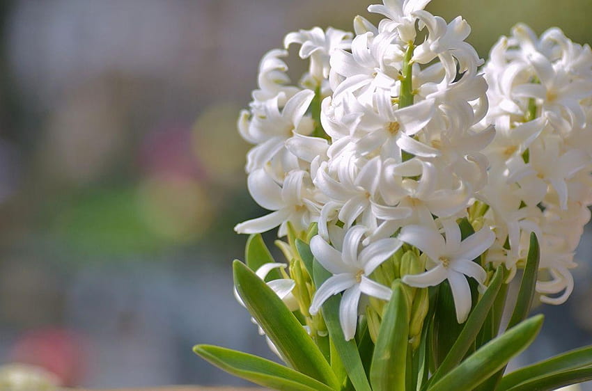Flores brancas Jacintos, flor de jacinto papel de parede HD