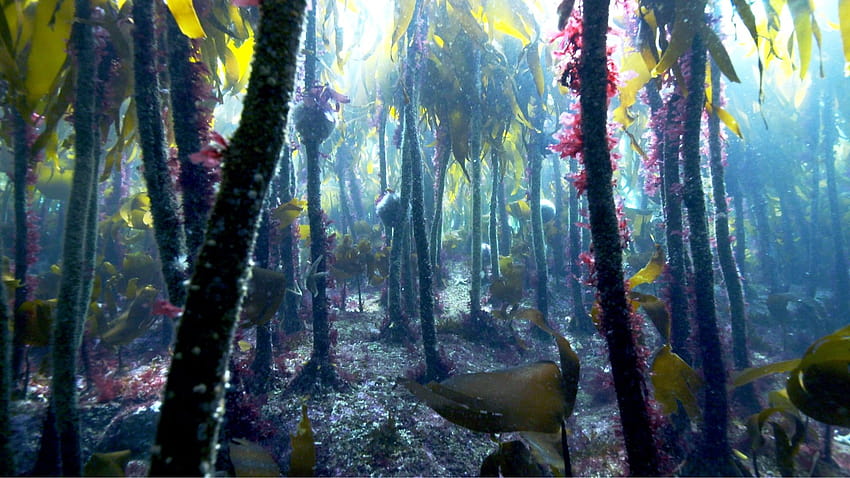 David Attenborough: Rette die magischen Seetangwälder von Sussex HD-Hintergrundbild