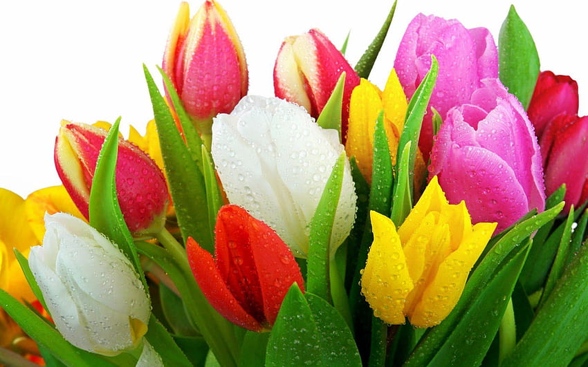 Tulips flower, beautiful tulips HD wallpaper