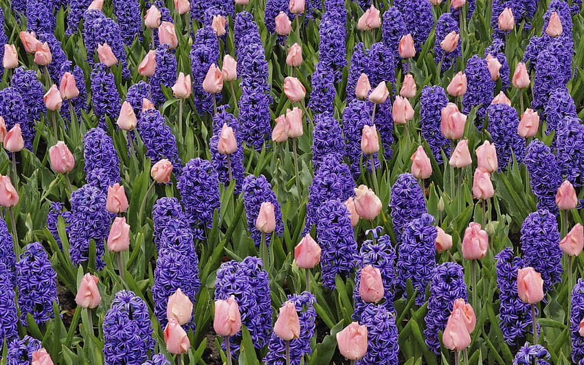 flowers, tulips, pink flowers, purple flowers, hyacinths ::, violet hyacinths flowers HD wallpaper