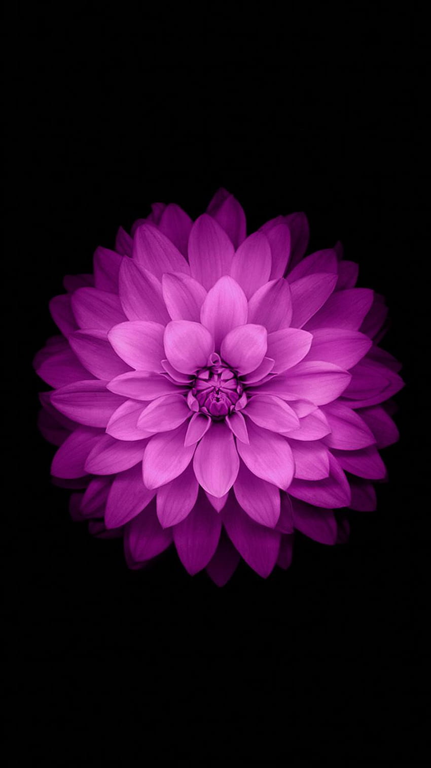 5 Purple Flower за iPhone, цветя iphone HD тапет за телефон