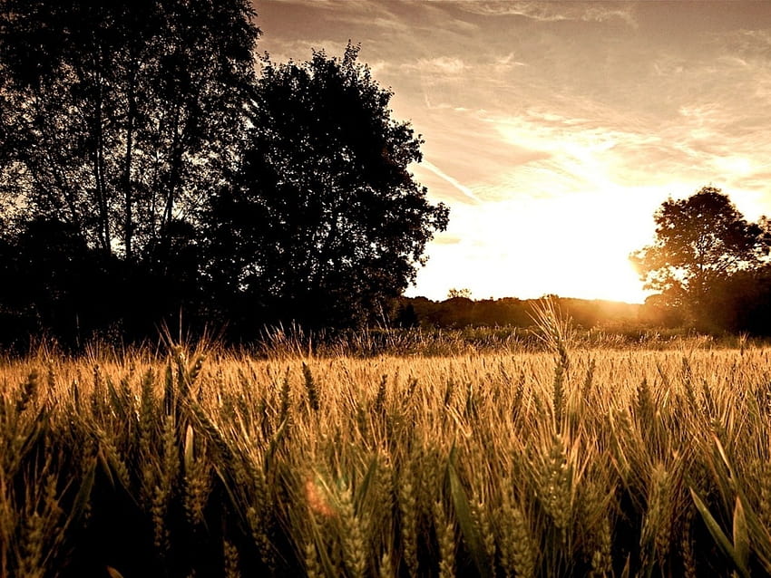 Campo de trigo Árboles oscuros y sol fondo de pantalla