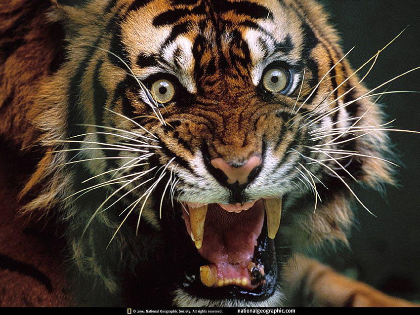 Dangerous Tiger HD wallpaper | Pxfuel