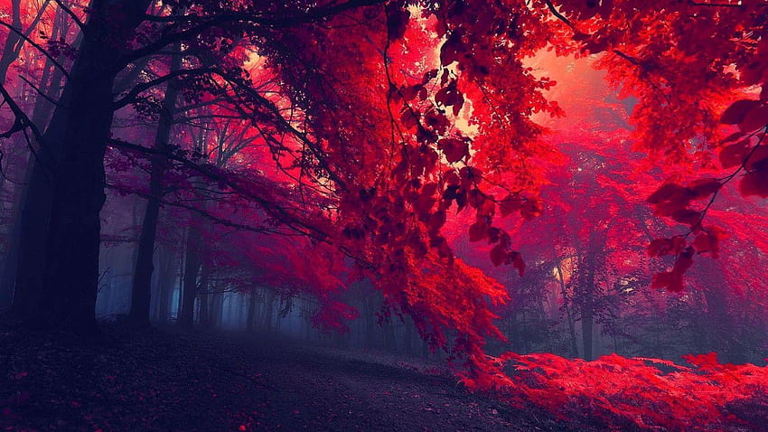 floresta escura vermelho área de trabalho: HD wallpaper