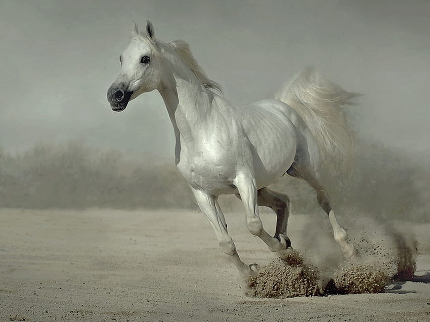 Running Horse White Horses Running for [1024x768] para seu celular e tablet papel de parede HD