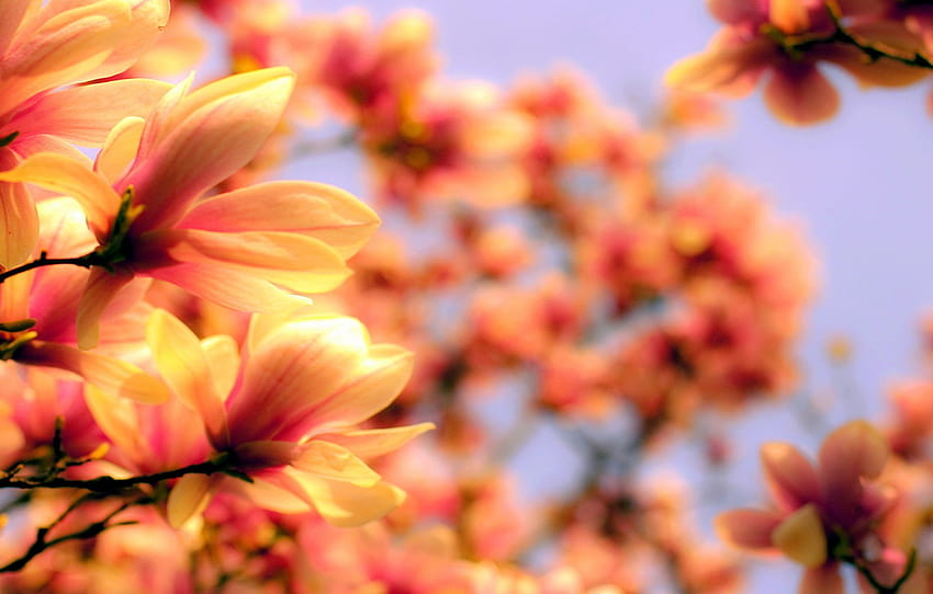 Orange, Flower, Magnolia, Blurred , section цветы, orange spring HD wallpaper