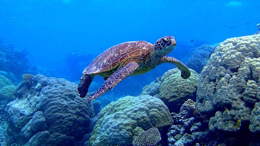 7 Great Barrier Reef, great barrier reef turtle HD wallpaper