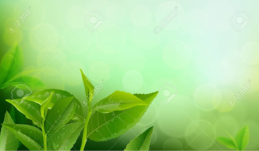 Nature Leaves Green Tea On Spring Backgrounds Green Tea Leaves [1300x759] for your , Mobile & Tablet HD wallpaper