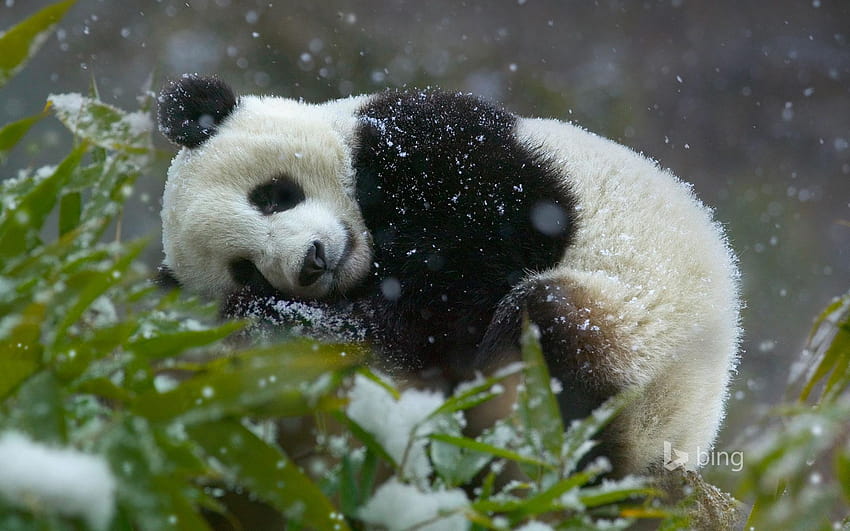 Giant panda cub, Wolong National Nature Reserve, Sichuan, panda cubs HD wallpaper