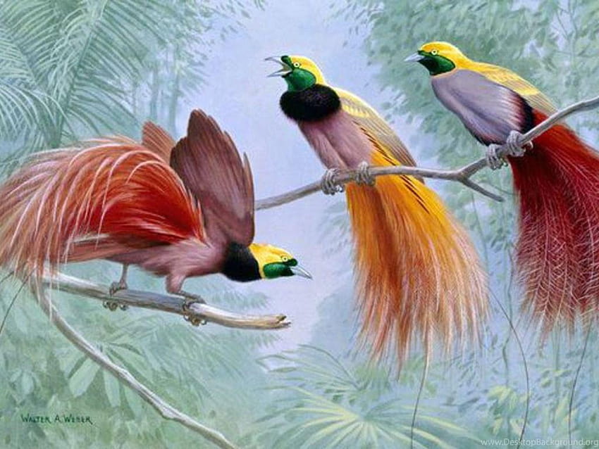GRYBEASTED BIRDS OF PARADISE, bird of paradise HD wallpaper