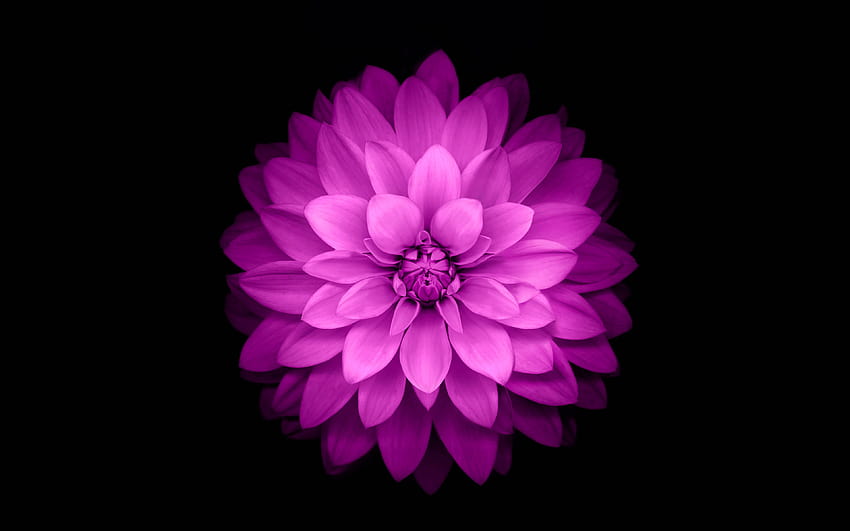 Iphone Purple Flower, voilet flower amoled HD wallpaper