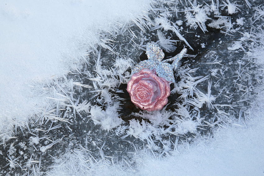 580508 bauble, closeup, cold, composition, crystal, flower, frost, ice, landscape, leann, nature, petals, queen of flowers, rose, white, winter, white rose snow HD wallpaper