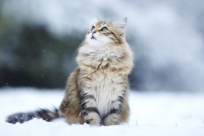 2560x1700 Fluffy Cat, Winter, Snow, Looking Away, Cute for Chromebook Pixel, cute cats winter HD wallpaper