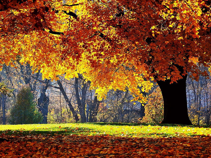 Autumn Oak Tree, falling oak leaves HD wallpaper