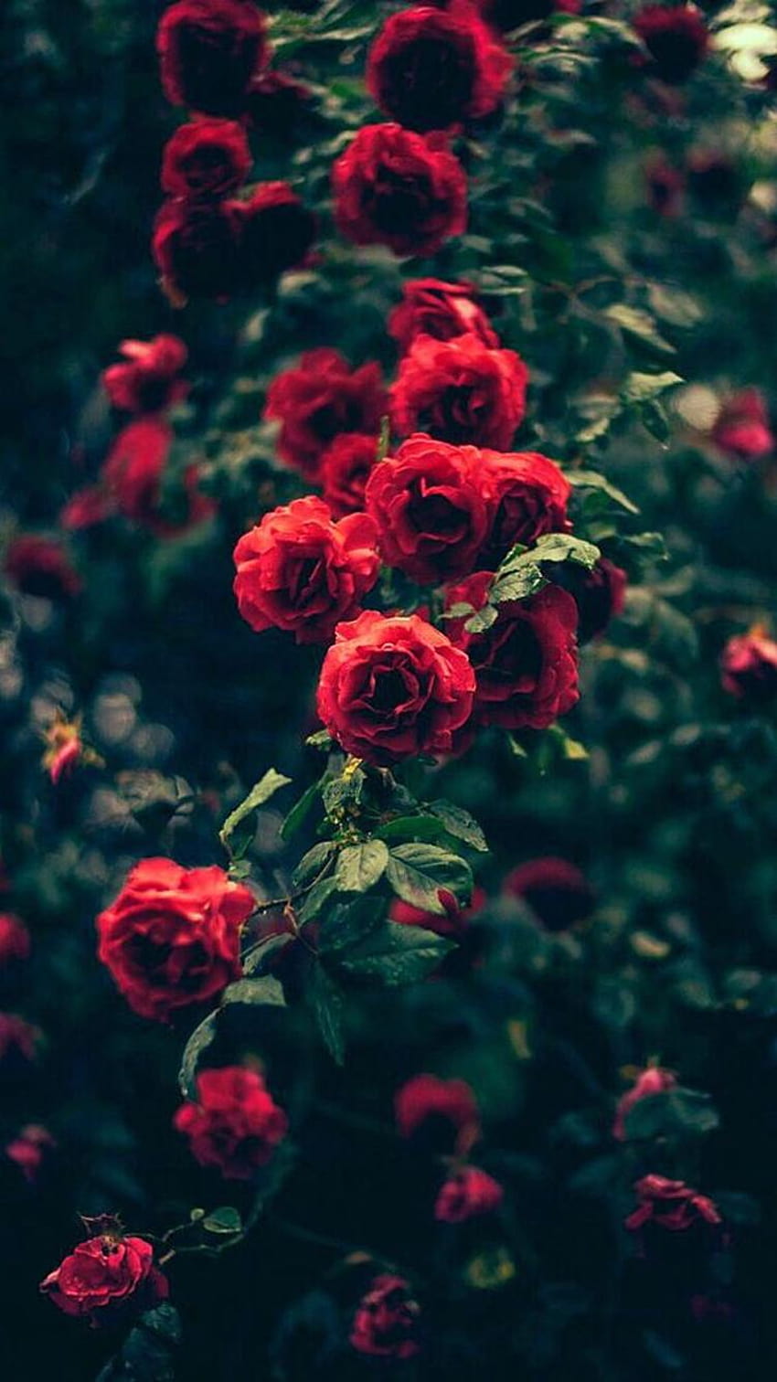 バラ – モバイル、モバイルの赤いバラの花 HD電話の壁紙