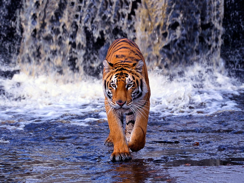 3 Бенгалски тигър, кралски бенгалски тигър HD тапет