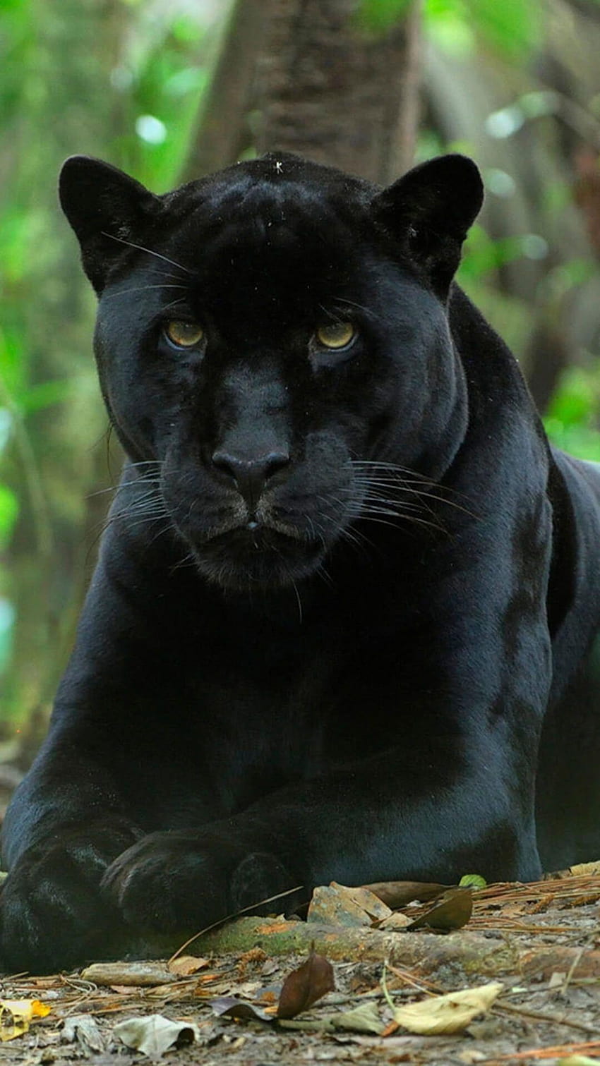 Black Panther iPhone, black panther animal HD phone wallpaper