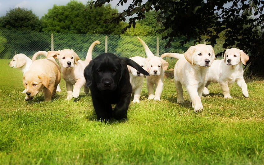 Labrador Puppy, black lab dog HD wallpaper | Pxfuel