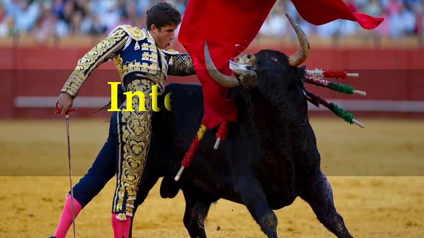 What are some interesting facts about bullfighting? – SidmartinBio HD wallpaper