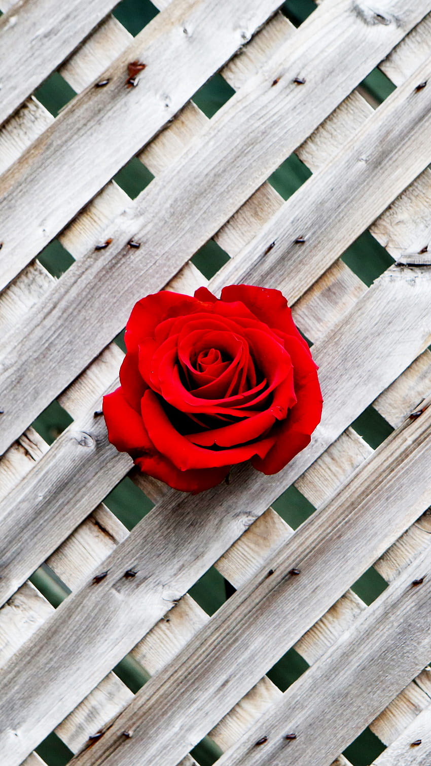 1350x2400 rose, fence, wall, red, wooden, rose and fence HD phone wallpaper