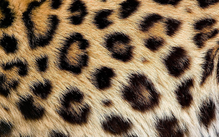 Leopard Skin Backgrounds [1680x1050] for your , Mobile & Tablet HD wallpaper