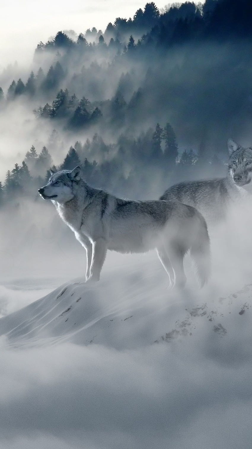 Lobo de nieve en resolución 1080x1920, lobos en la nieve fondo de pantalla  del teléfono | Pxfuel