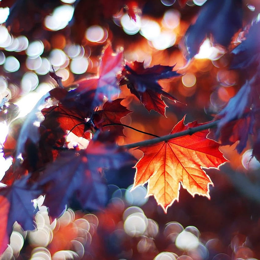 Best autumn iPad HD phone wallpaper | Pxfuel