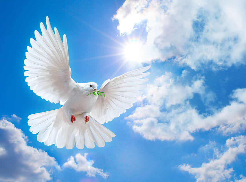 189 najlepiej o Gołębicy Pokoju/Ducha Świętego, gołębie Tapeta HD