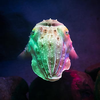 3,255 Cuttlefish Stock Photos, High-Res Pictures, and Images - Getty Images