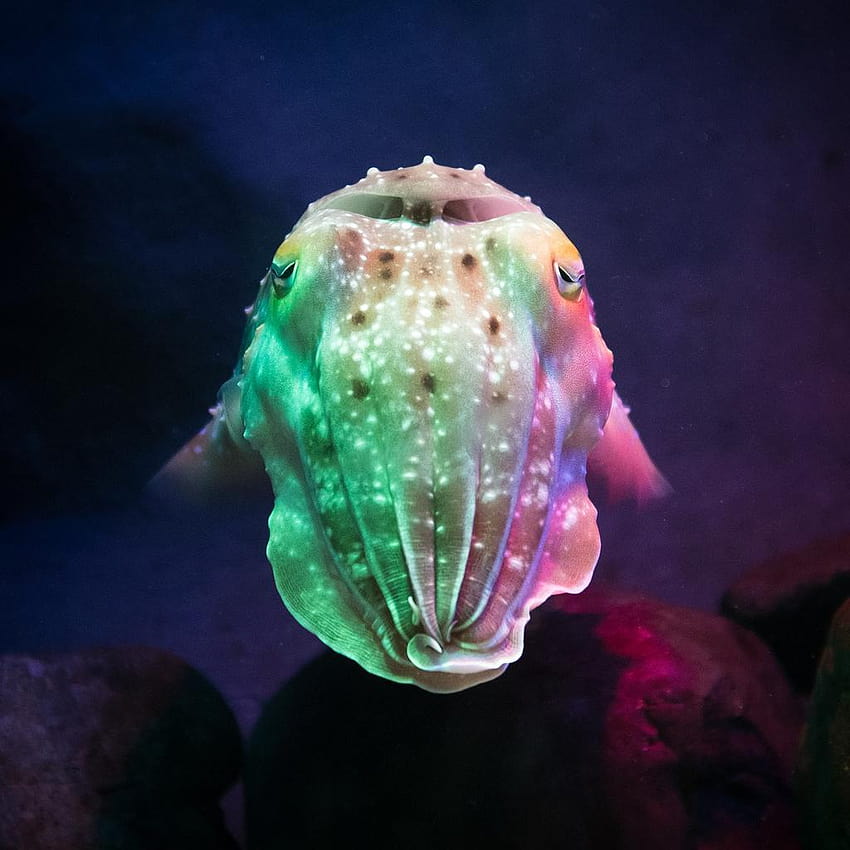 Cute Cuttlefish for Android, cuttlefishes HD phone wallpaper