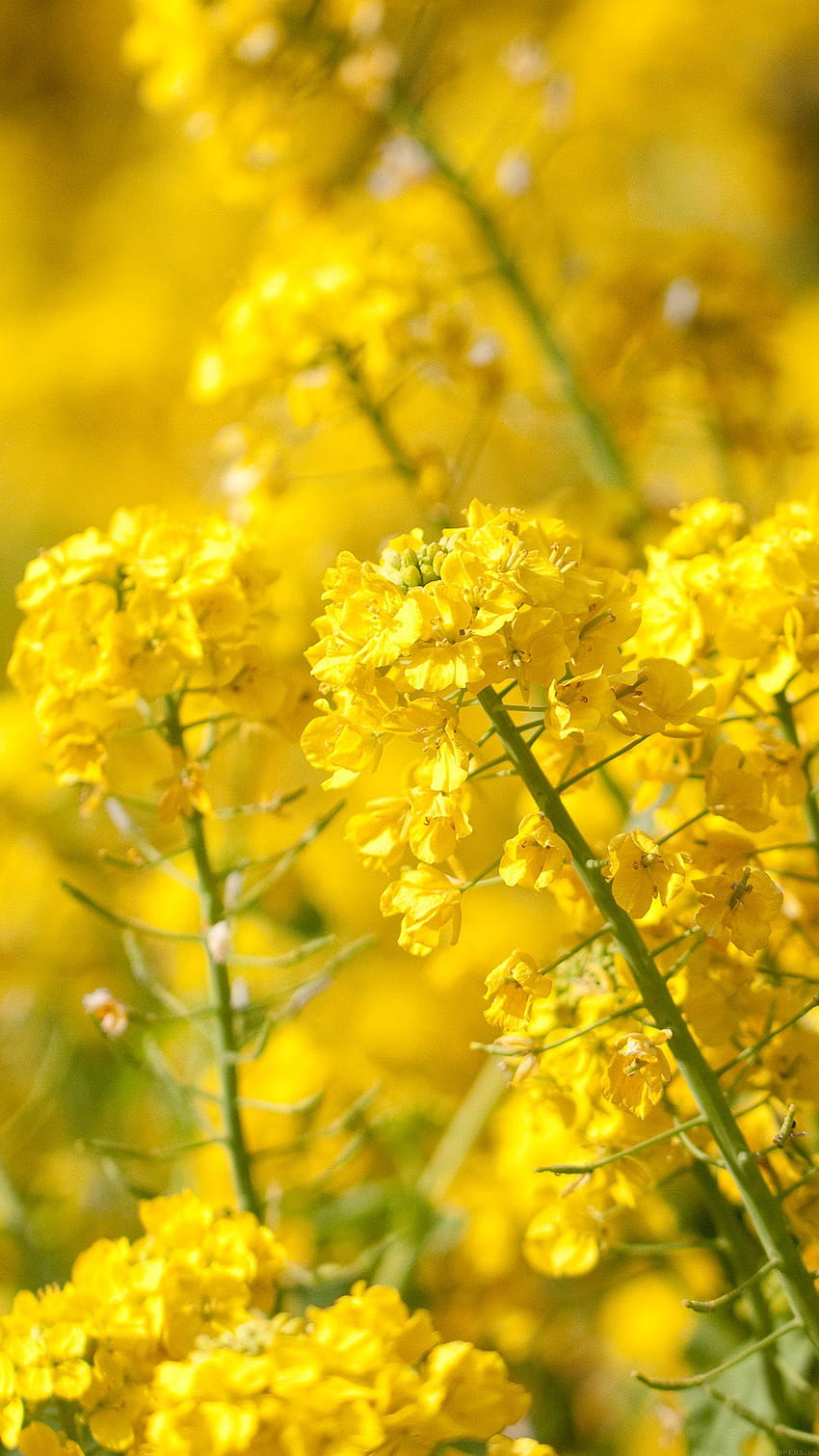Жълто цвете Пролет Забавление Природа Android HD тапет за телефон