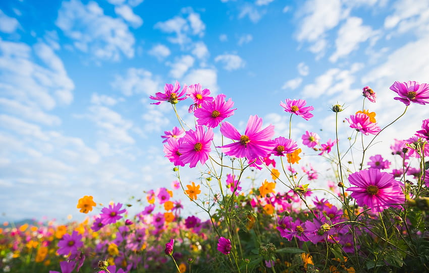 field, summer, the sky, the sun, flowers, colorful, meadow, summer, pink, field, pink, flowers, cosmos, meadow , section природа, summer floral sun HD wallpaper