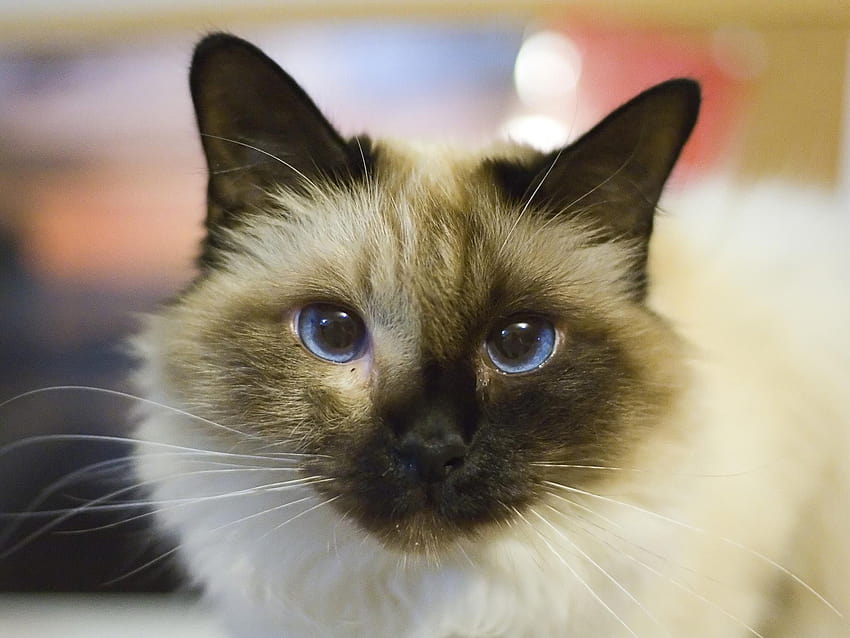 Pretty birman cat blue eyes HD wallpaper | Pxfuel