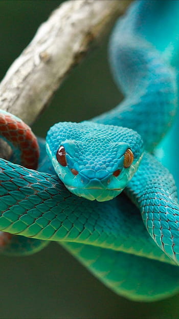 Blue vipers snake HD wallpapers | Pxfuel