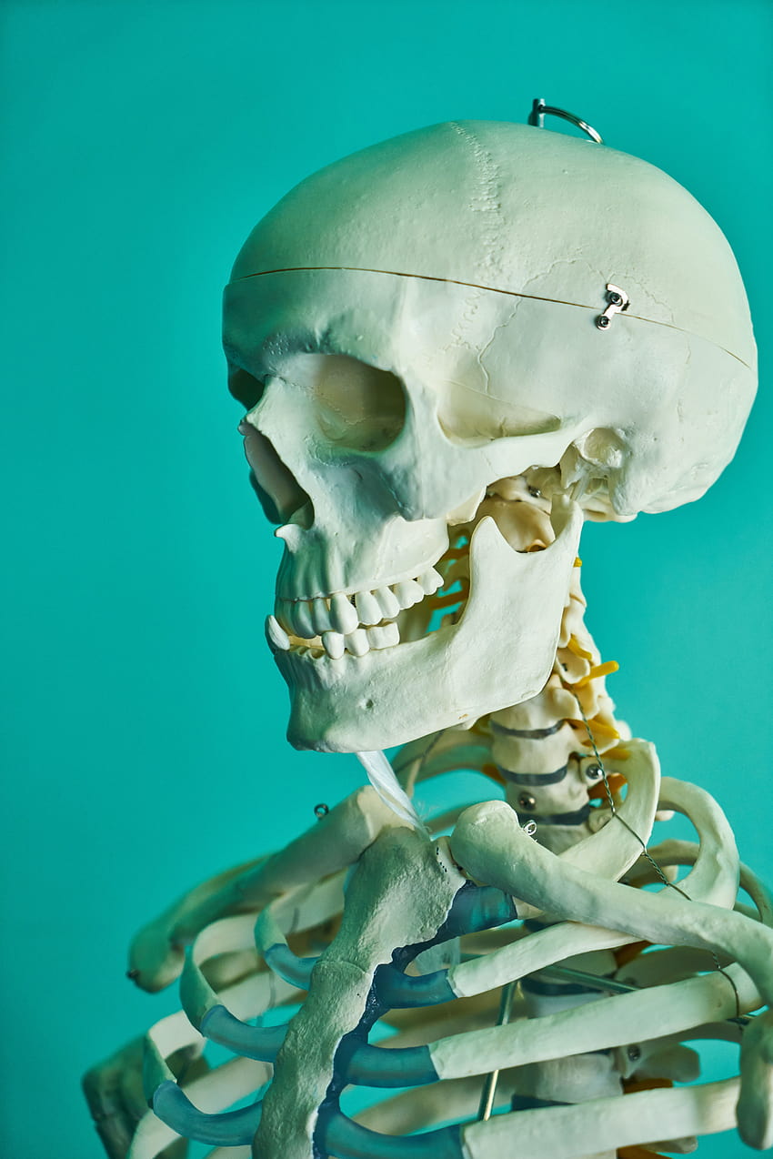Human Skeletal System · Stock, human skeleton HD phone wallpaper