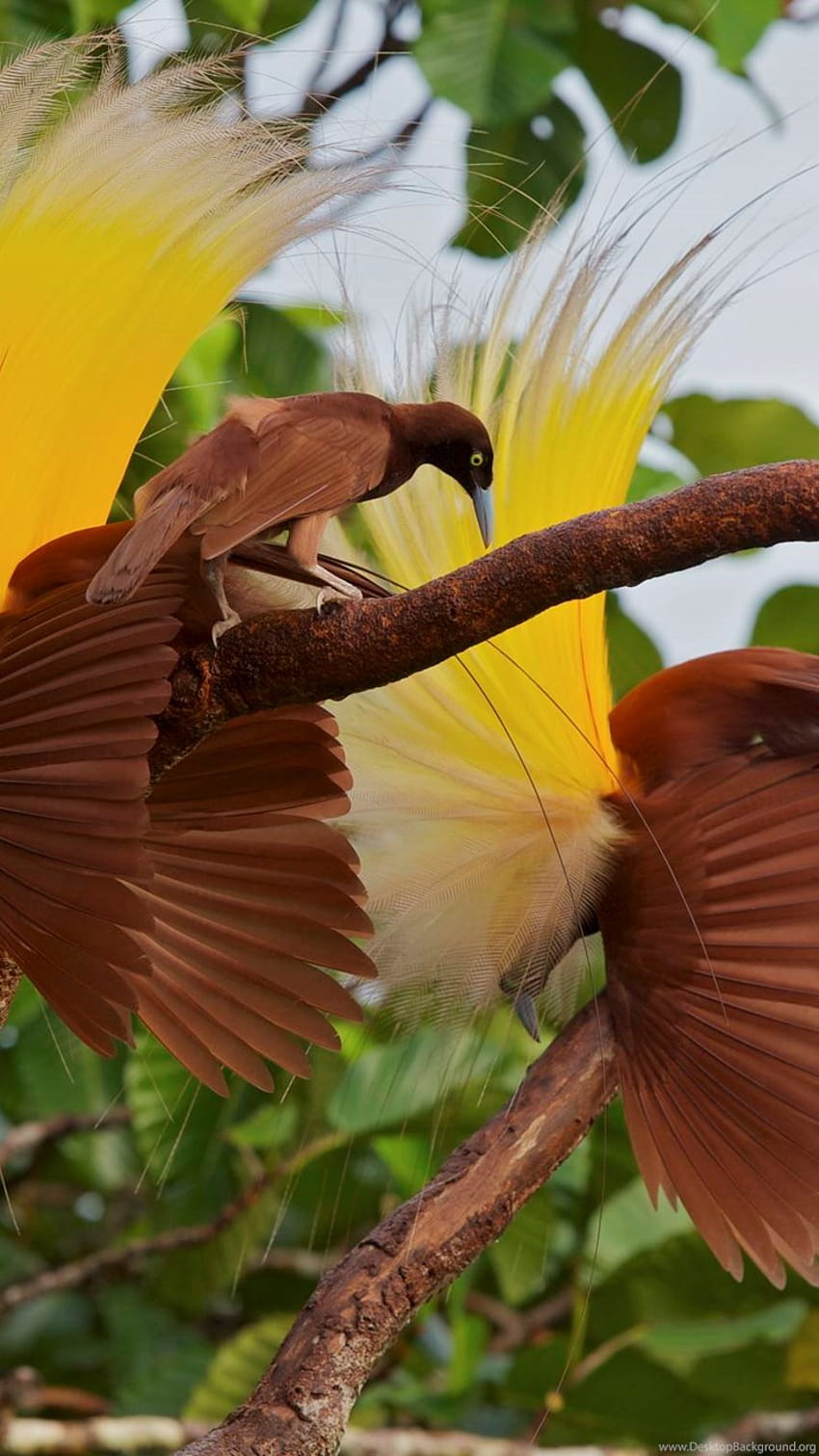 Bird Cendrawasih Birds Birds Of Paradise Birds Of Paradise ... Backgrounds HD phone wallpaper