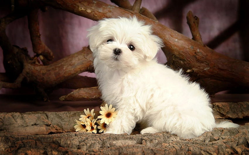 Best 4 Dog Backgrounds on Hip, small cute dogs HD wallpaper | Pxfuel