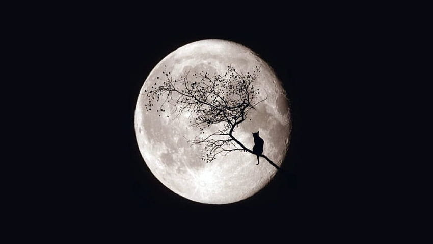 Ay gece kedi ağacı sihirli gökyüzü, aydaki kediler HD duvar kağıdı