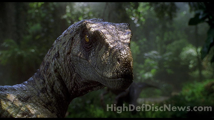Galeria Velociraptor, dinossauro raptor papel de parede HD