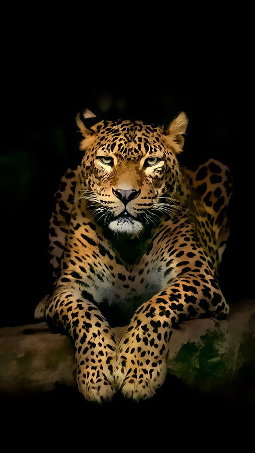 Leopard Cat Wallpaper for Samsung