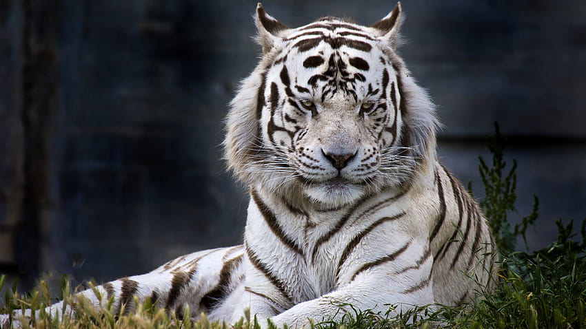 White Tiger , 49 of White Tiger, zoo gays HD wallpaper | Pxfuel